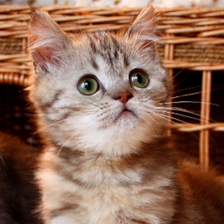 Katzenbaby BKH golden tabby